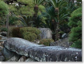 Photo of Cycads