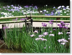 Irises at Meiji-jingu-naien, Tokyo.