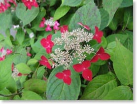 akamegashiwa (赤芽槲 Mallotus japonicus) Japanese mallotus