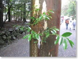 Photo of Cleyera japonica