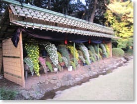 Chrysanthemums trained as falls