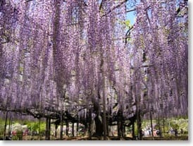 A magnificent specimen at Ashikaga Flower Park, Gunma Prefecture. © Y. Tokano.