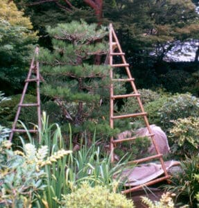 Black pine thinned for light and air.