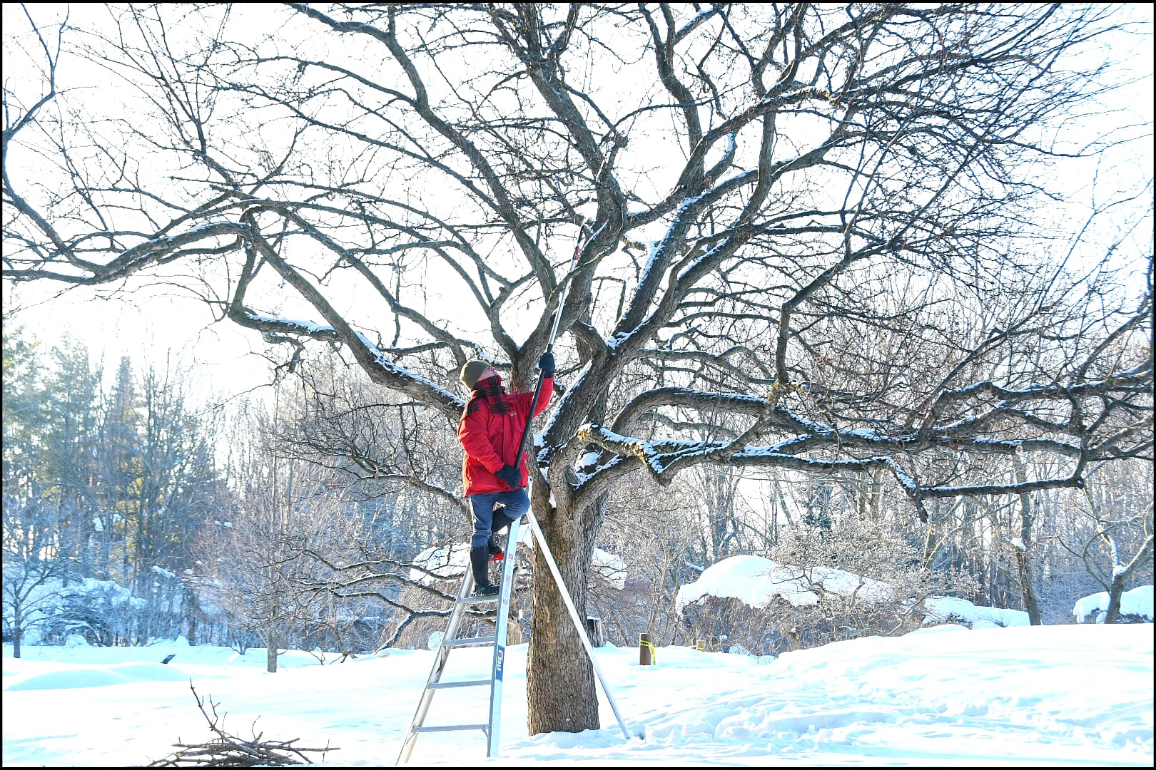 Louis pruning at Montreal Botanical Garden. Photo by Mireille Rico