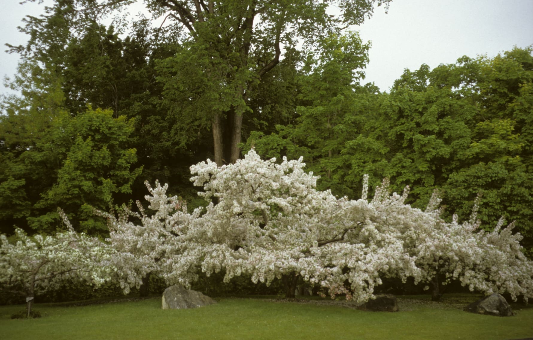 Blooming Crabapple Tree (last May). Photo by Louis Rinfret.