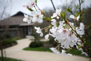 Flowering Tree