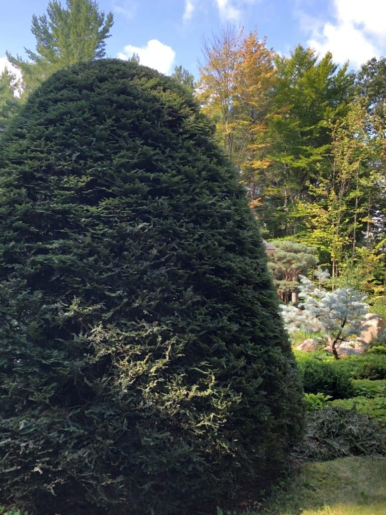 Eastern Hemlock entoki