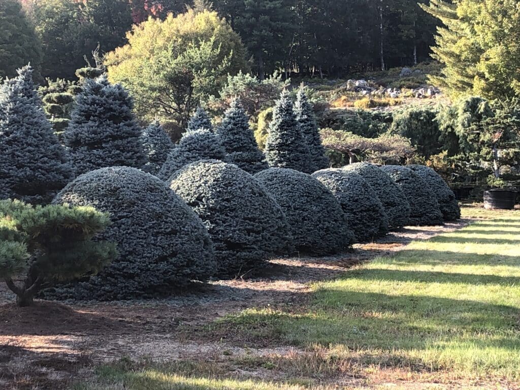 Tamamono being trained at Shin-Boku Nursery in New Hampshire