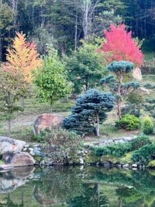 Phil Pochoda garden showing fall color at the edge of the pond