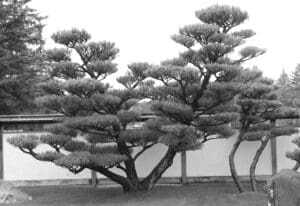 Pines