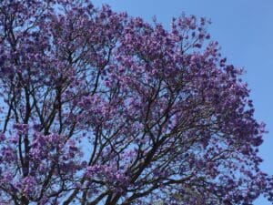 Jacaranda tree in flower