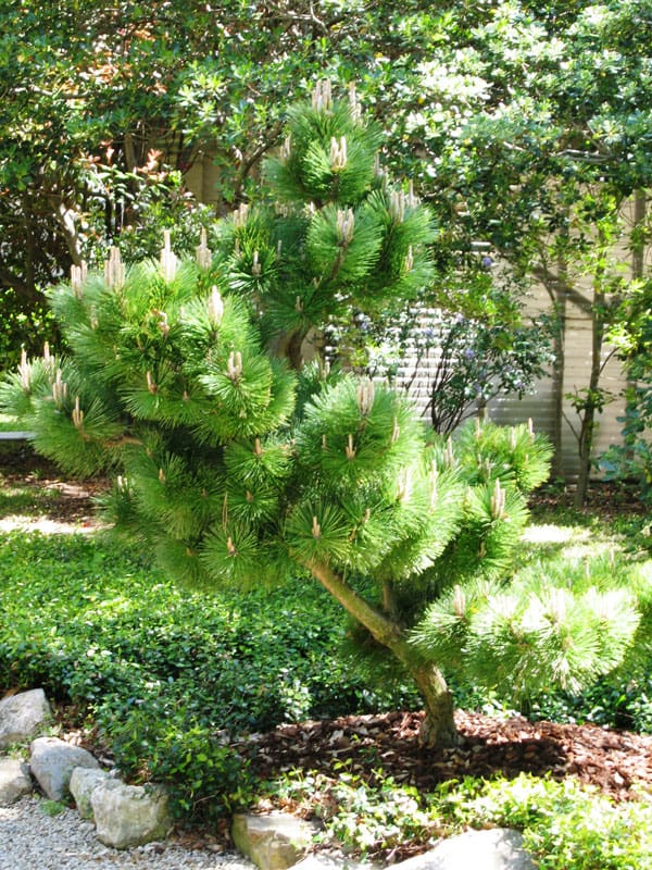Candle growth on Thunderhead Pine