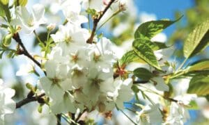 Cherry blossoms at Ft Worth Botanic Garden