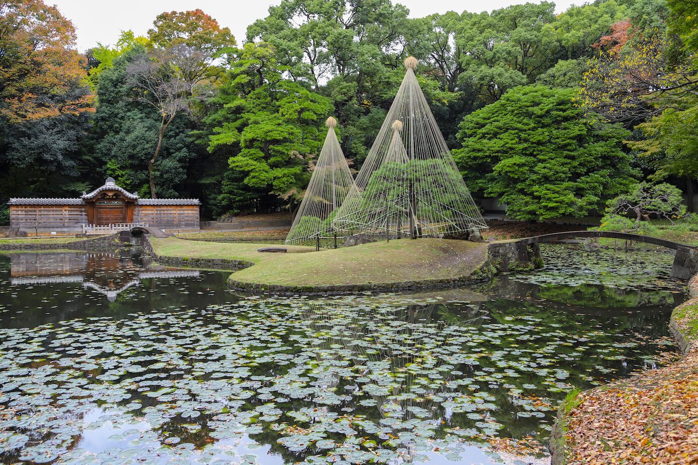 Koishikawa- Private Garden A-2 A traditional Japanese garden featuring a pond covered with floating lily pads, a small arched stone bridge, and an island with trees supported by yukitsuri, a conical rope structure used to protect branches from snow. A wooden gate with a tiled roof stands in the background, surrounded by lush green trees with hints of autumn foliage. The scene reflects a tranquil and well-maintained landscape.