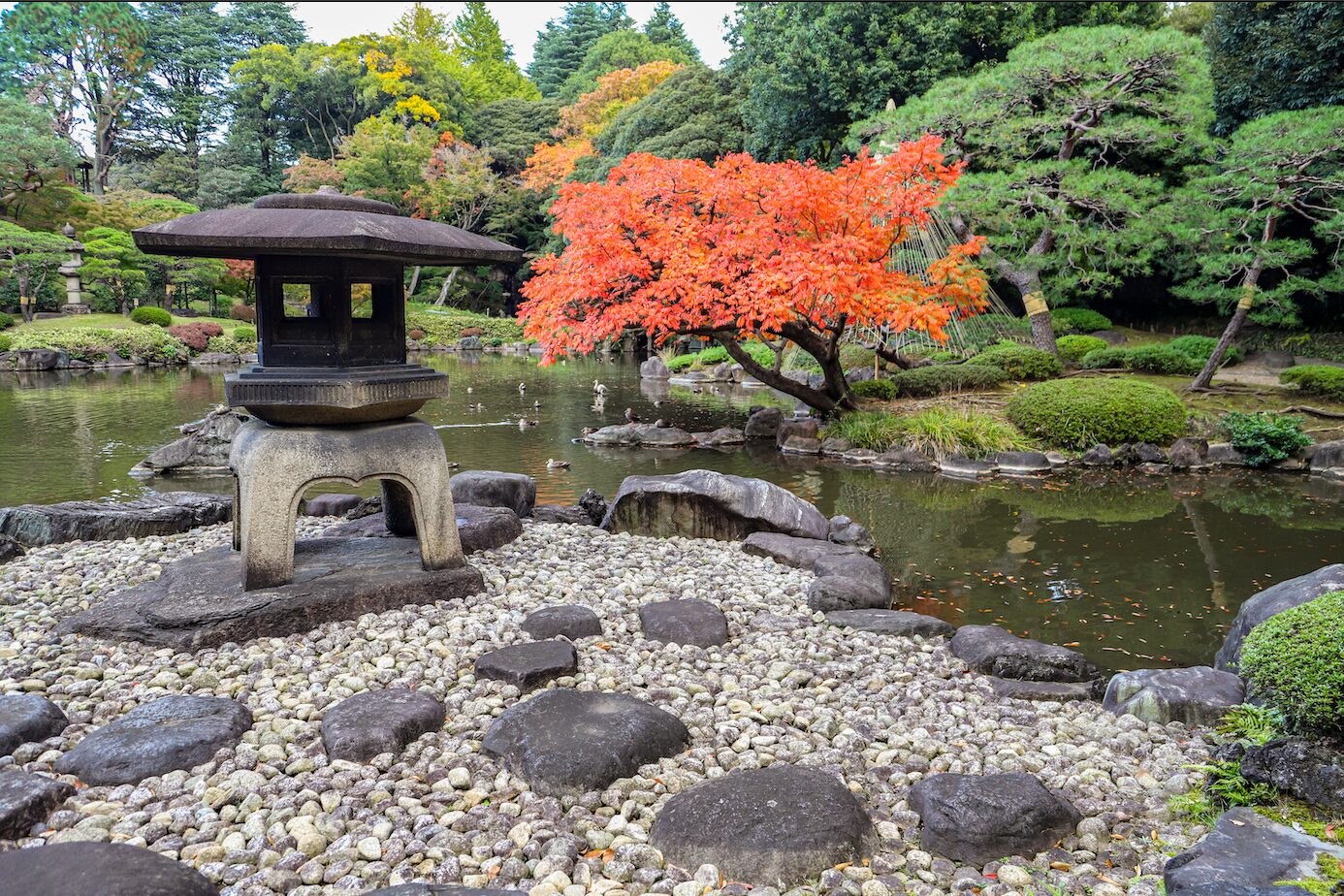 Old Furukawa- Central Pond A-4 A serene Japanese garden featuring a traditional stone lantern on a bed of small white pebbles, surrounded by large stepping stones. In the background, a vibrant red maple tree with delicate leaves stands beside a calm pond with floating ducks, reflecting the surrounding greenery. The garden is lush with manicured bushes, pruned pine trees, and various shades of green foliage, creating a peaceful and picturesque atmosphere.