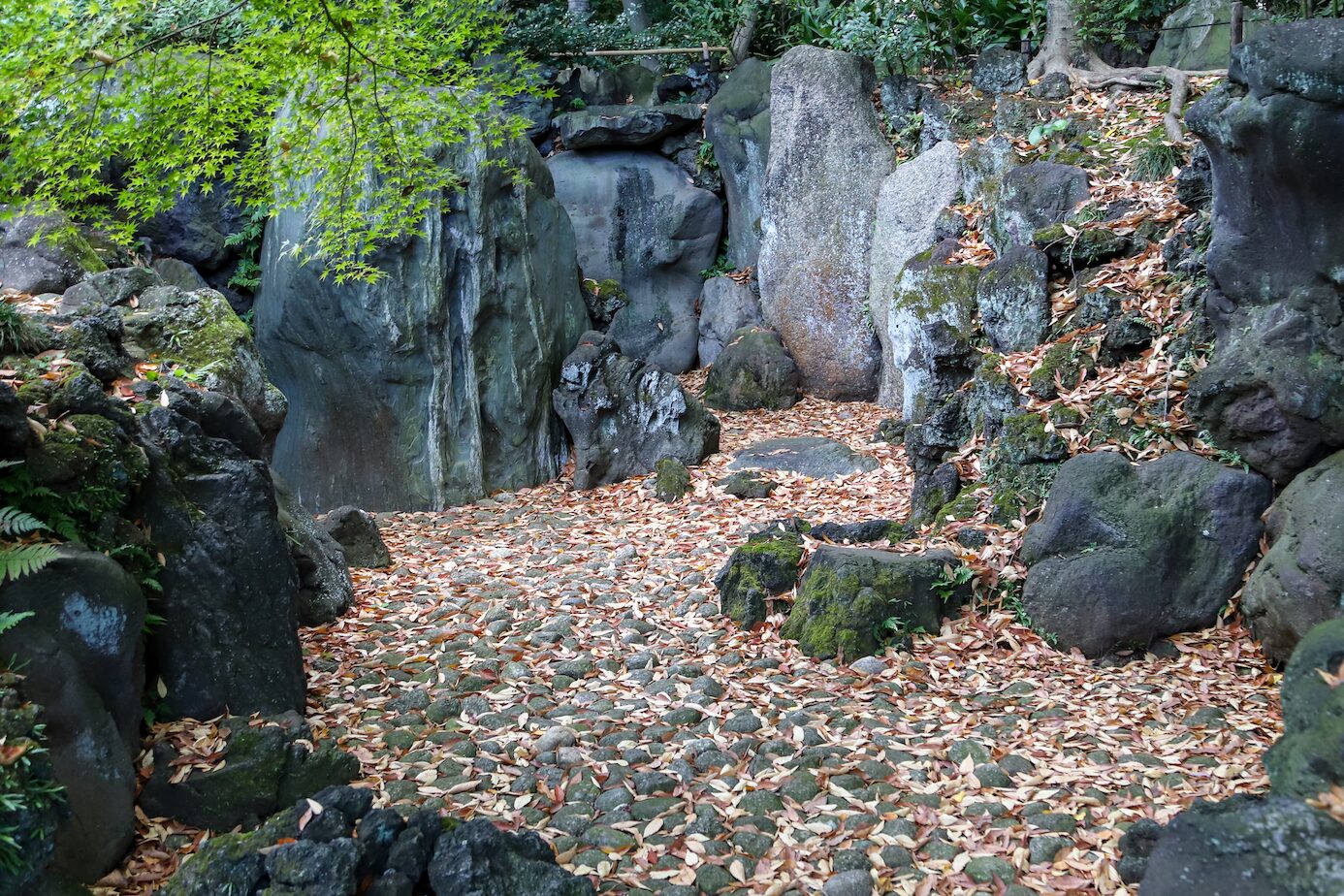 Old Furukawa- Dry Waterfall- A6 A tranquil Japanese garden scene featuring a dry waterfall made of large, moss-covered rocks, surrounded by lush greenery. The rocky terrain is blanketed with fallen golden-brown leaves, adding a sense of seasonal transition. A delicate overhanging branch with fresh green leaves frames the top of the image. The setting is serene, with the natural arrangement of stones and foliage evoking the beauty of a cascading waterfall without water.