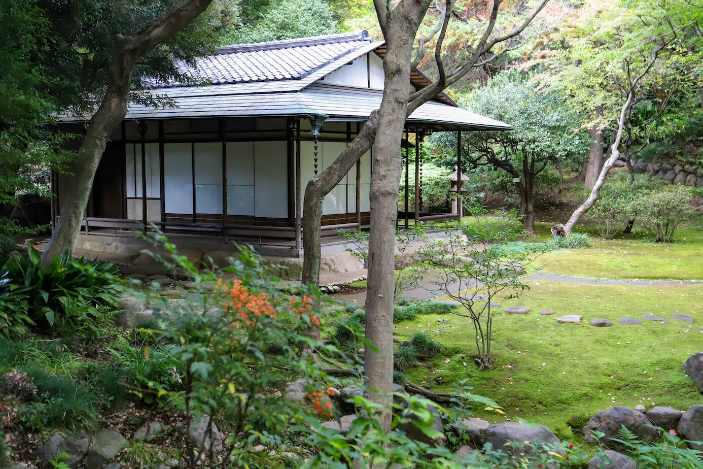 Old Furukawa- Tea House A-5 A traditional Japanese tea house with a wooden structure and sliding paper doors, nestled within a lush green garden. The house has a tiled roof with extended eaves, and its veranda overlooks a moss-covered landscape. Surrounding the tea house are trees, shrubs, and flowering plants, with a stone pathway meandering through the garden. In the foreground, small orange berries and foliage frame the tranquil scene.