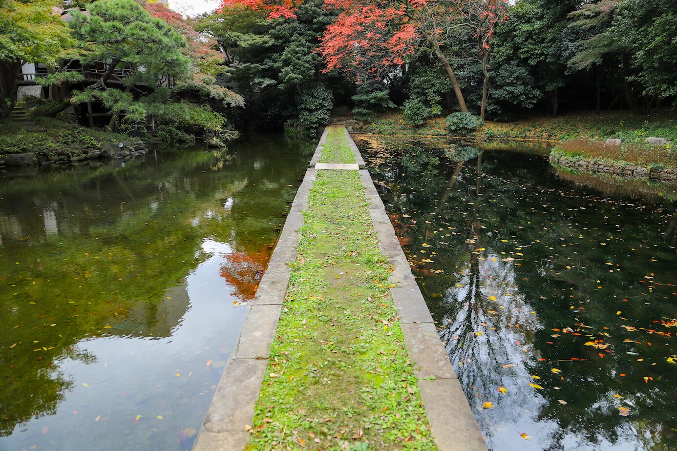 Stroll Garden of Tokyo- Dike Represents Lake in China A-7 A scenic Japanese garden featuring a narrow, grass-covered stone dike extending through a reflective pond. The pond mirrors the surrounding lush greenery and vibrant autumn foliage, with red and orange leaves standing out against the deep green trees. Floating leaves on the water's surface enhance the seasonal atmosphere. In the background, a traditional wooden structure peeks through the trees, blending harmoniously with nature.