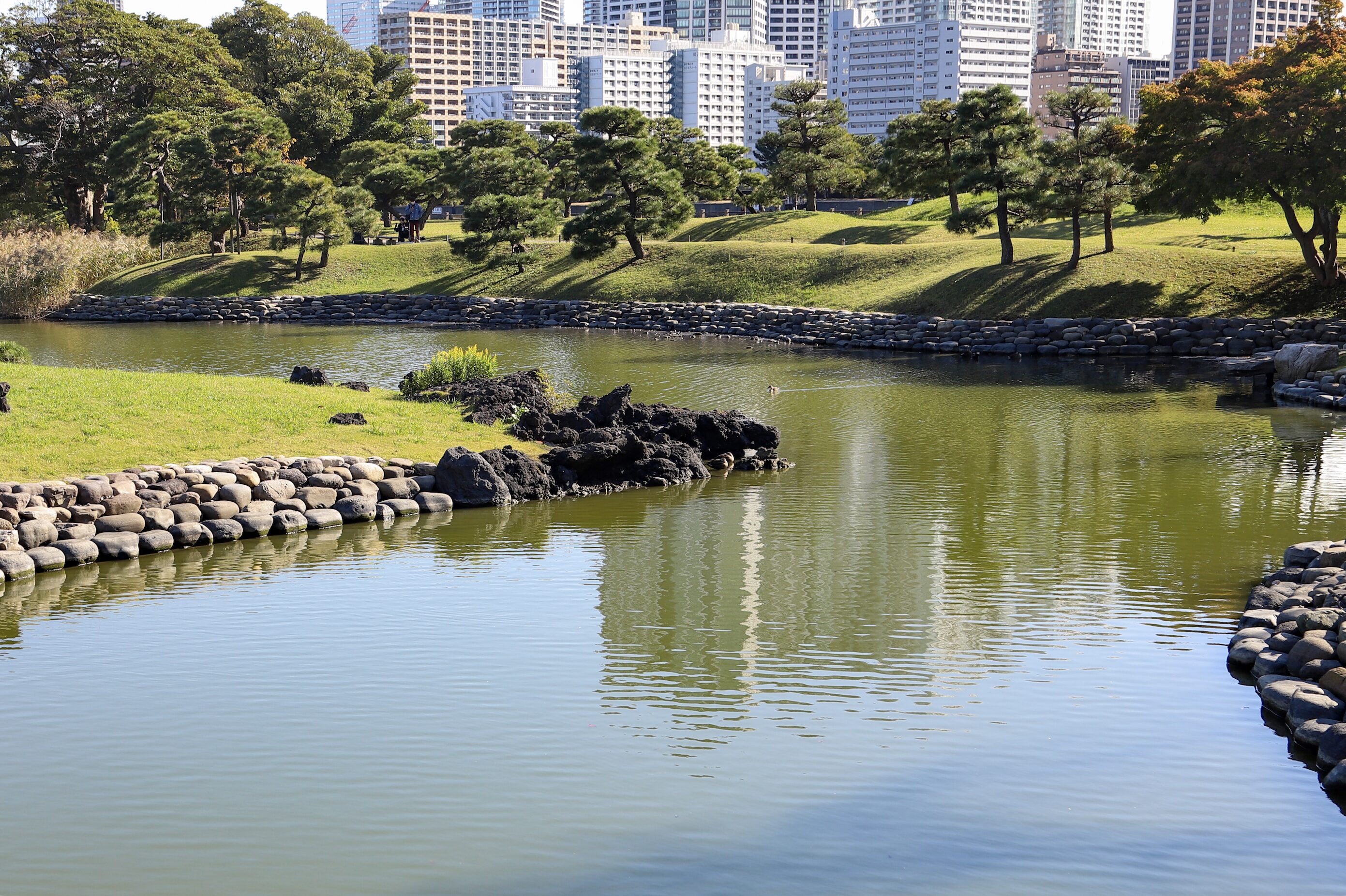 1. Hama-rikyu- shorline for rising tide A serene Japanese garden landscape featuring a calm pond surrounded by lush green grass, carefully pruned pine trees, and stone embankments. In the background, modern high-rise buildings contrast with the traditional garden setting. The clear blue sky and reflections in the water add to the peaceful atmosphere.