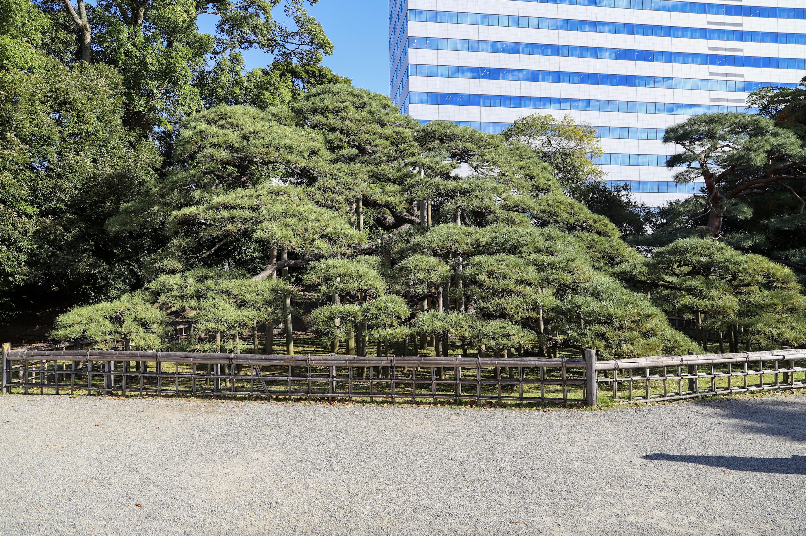 2. Hama-rikyu- 300 year old pine tree A sprawling, 300-year-old pine tree with meticulously pruned branches, supported by wooden stakes, enclosed by a traditional bamboo fence in a Japanese garden. Behind the tree, a modern glass office building reflects the blue sky, contrasting nature with urban development.
