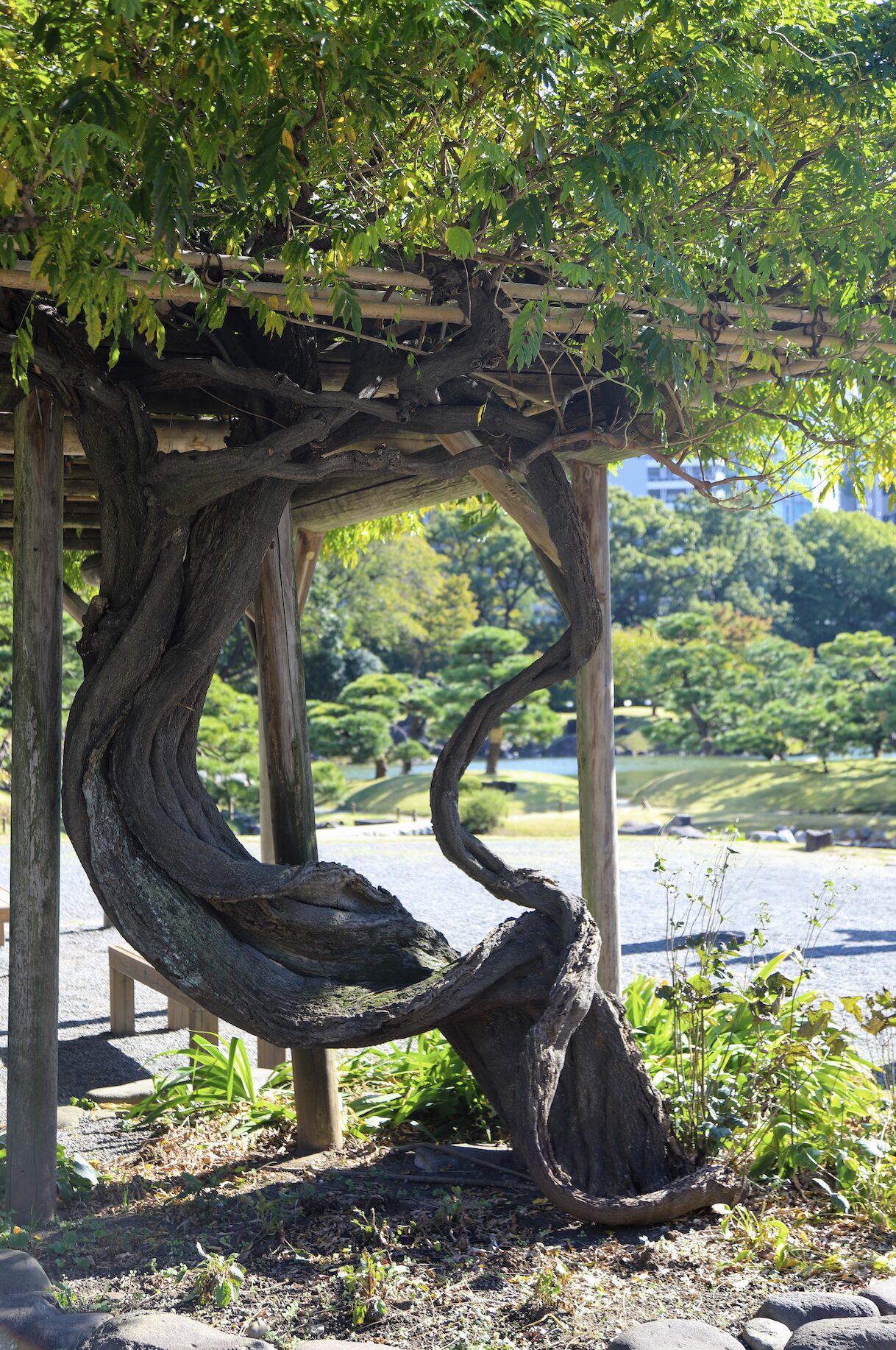 5. Kyu-shiba-rikyu- Wisteria A gracefully twisted wisteria tree with gnarled and curving branches supports a wooden pergola covered in lush green foliage. Sunlight filters through the leaves, casting dappled shadows on the ground. In the background, a traditional Japanese garden with manicured trees, a tranquil pond, and a gravel pathway adds to the serene atmosphere. The pergola structure blends naturally with the landscape, enhancing the garden’s harmony.