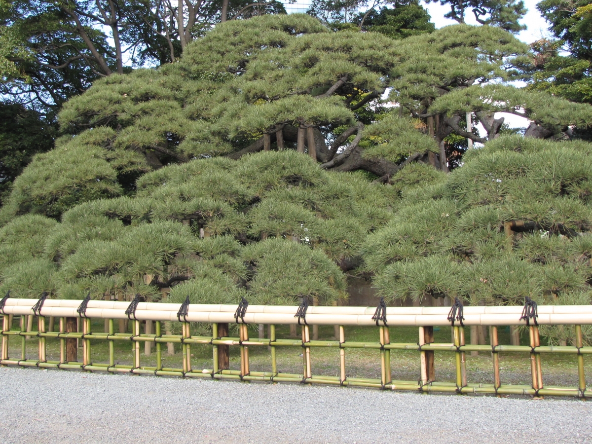 Hama-rikyu-onshi-teien 1